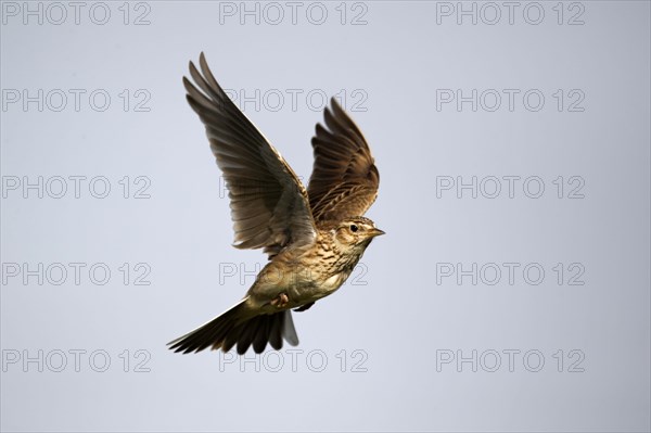 Skylark