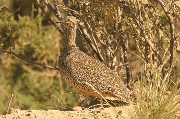 Elegant Crested Tinamou