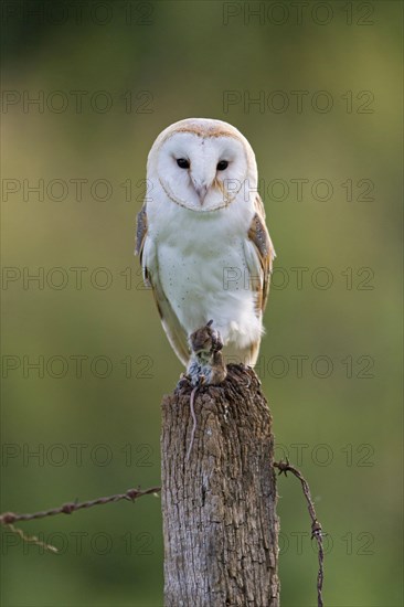 Common barn owl