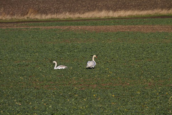 Mute Swan