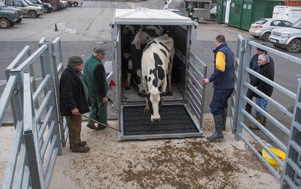 Cattle farming