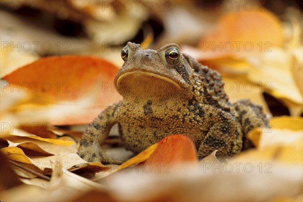 American Toad