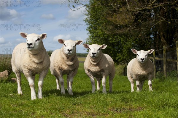 Domestic Sheep