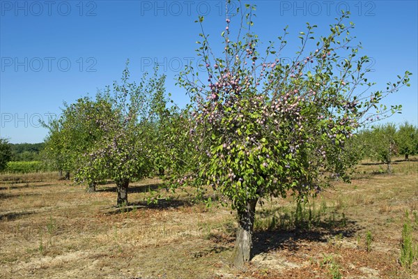 Heavily fruiting ripe plum trees near Sainte-Foy-la-Grande
