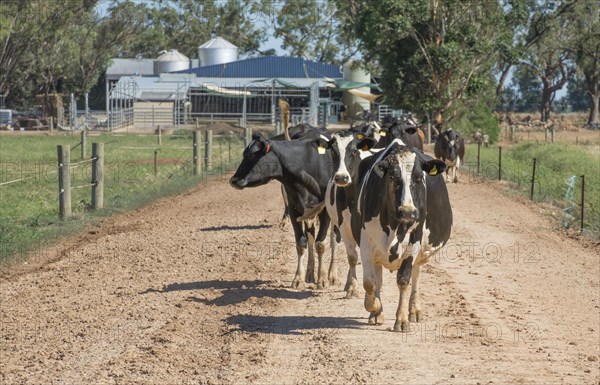 Domestic cattle