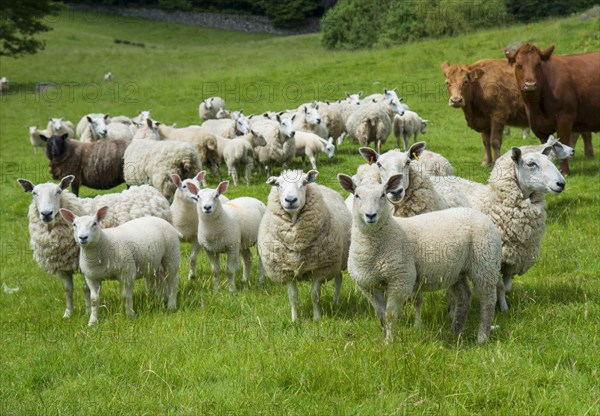 Domestic Sheep