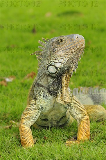 Green iguana