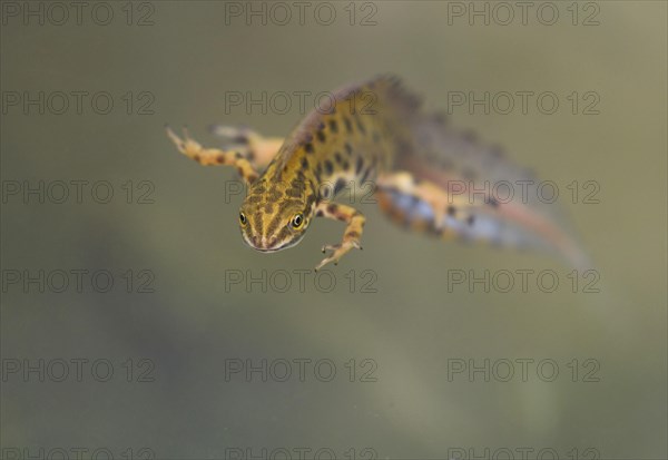 Smooth Newt