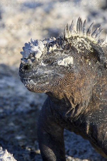 Marine Iguana