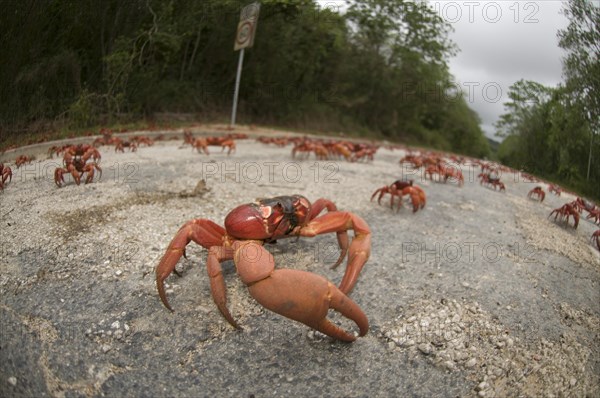 Christmas island red crab