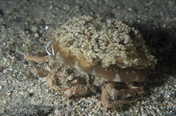 Jellyfish carrying adult crabs