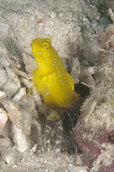 Yellow Lemon Watchman Goby