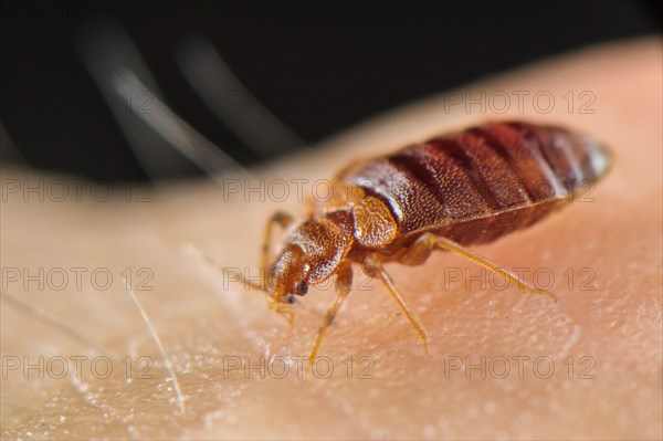 Common Bedbug
