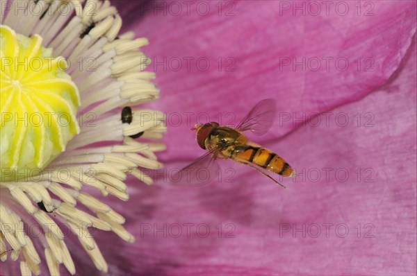 Grove hoverfly