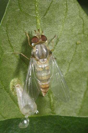 Grove hoverfly