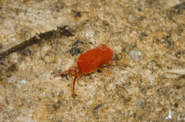 Velvet mite