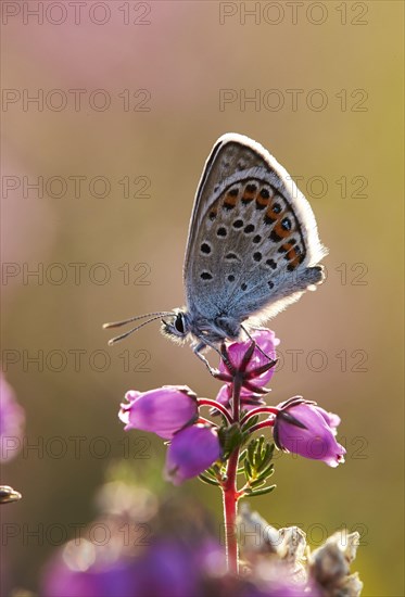 Silver-studded silver-studded blue