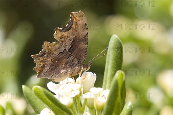 Southern Comma