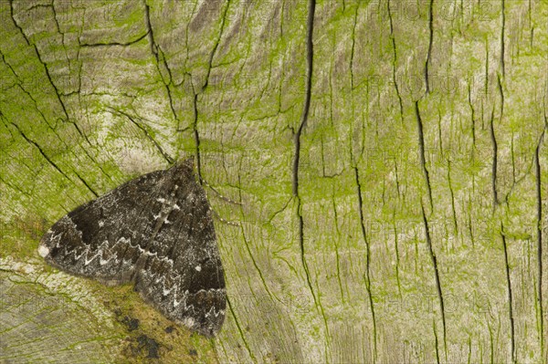 Common Marbled Carpet