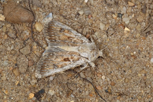 Beach Owl