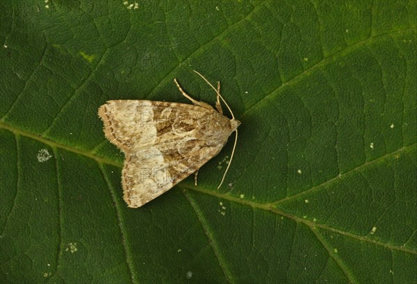 Owlet moth