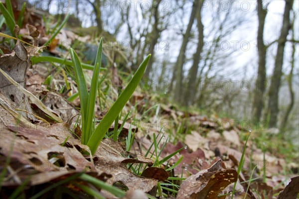 Endymion hyacinth