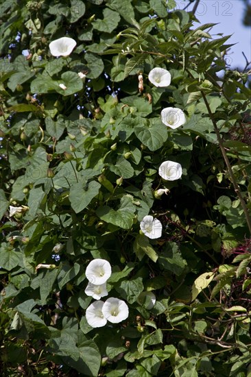 Hedge bindweed in flower