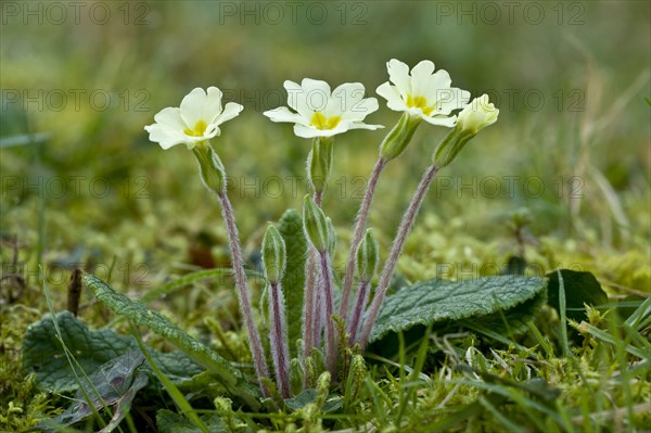 Common Primrose