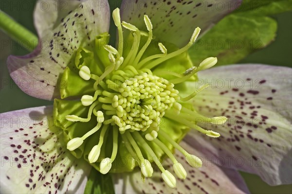 Cultivated Helleborus