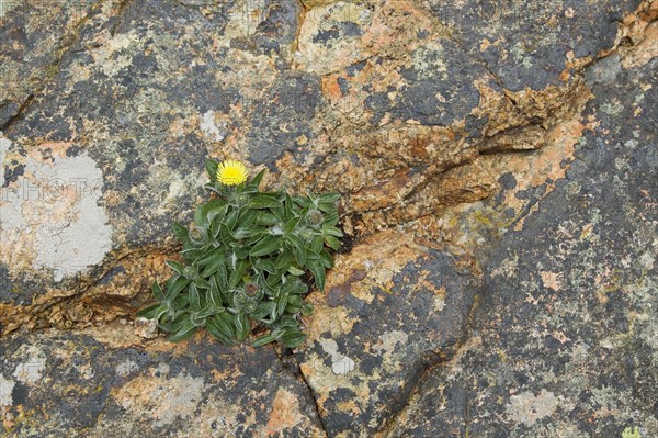 Mouse-ear hawkweed