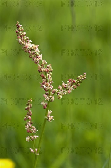 Sheep's Sorrel