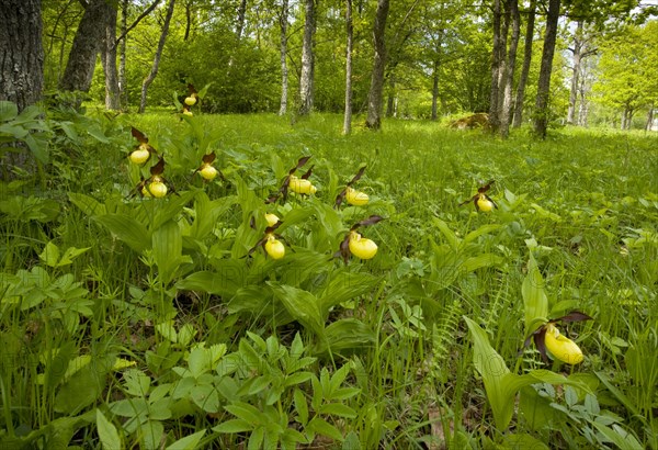 Flowering yellow lady's slipper orchid