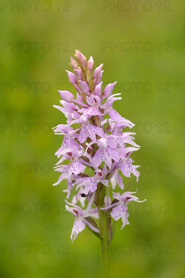 Common Spotted Orchid