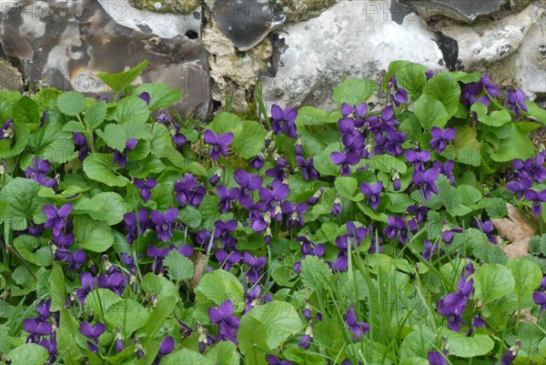 Sweet Violet flowering