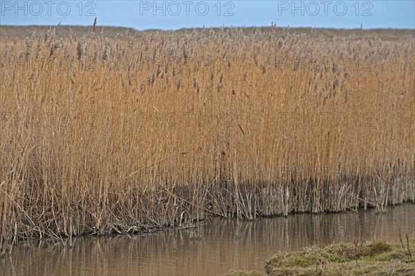 Common Reed