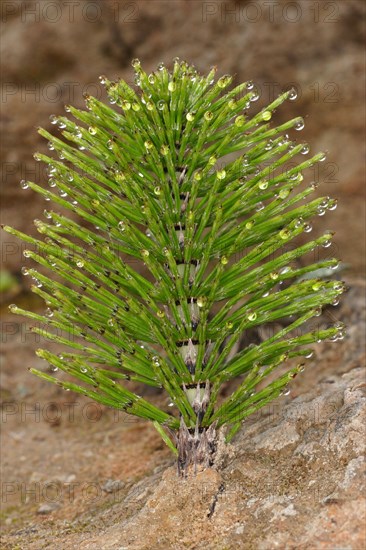 Giant Horsetail