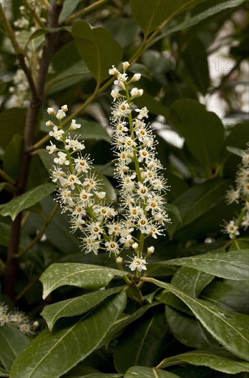 Cherry laurel