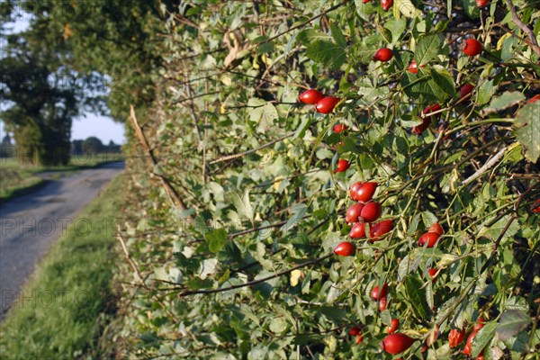 Dog rose