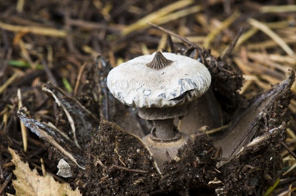 Striate Earthstar