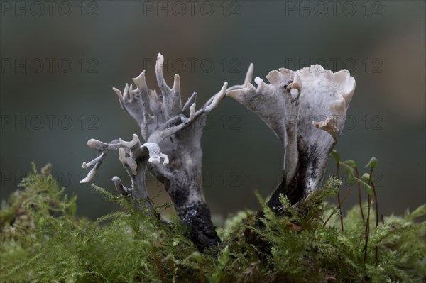 Candle-snuff Fungus