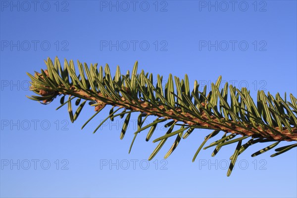 Nordmann Fir