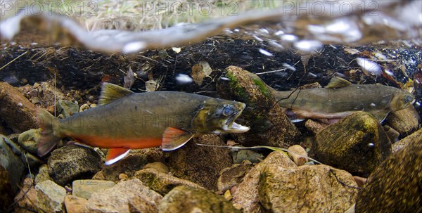 Arctic char