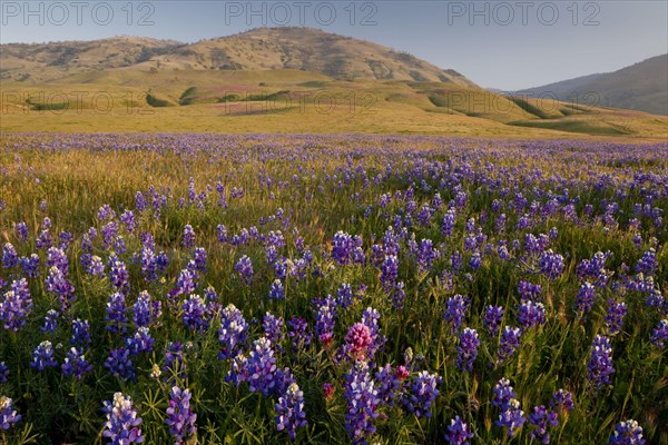 Mass of blue lupins flowering at the foot of the Tehatchapi Mountains