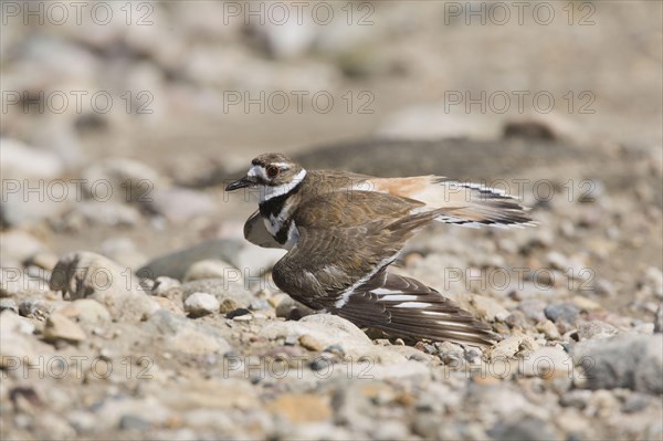 Killdeer