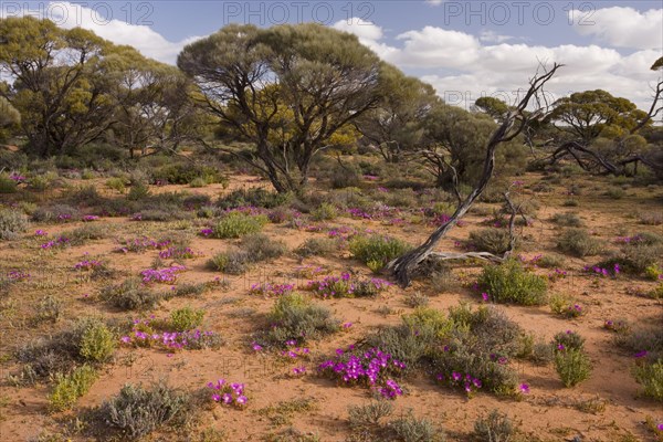 Semi-desert with round-leaved pigface