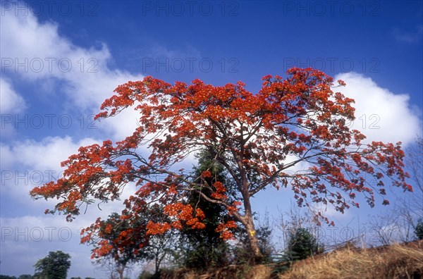 Flowering tree Gul Mohur or Royal poinciana