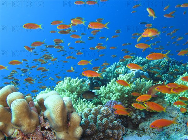 Sea goldies