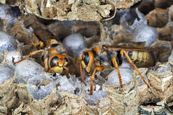 Two European european hornets