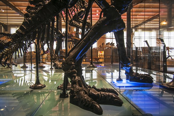 Mounted skeletons of Iguanadon dinosaurs in the Dinosaur Room of the Royal Belgian Institute of Natural Sciences