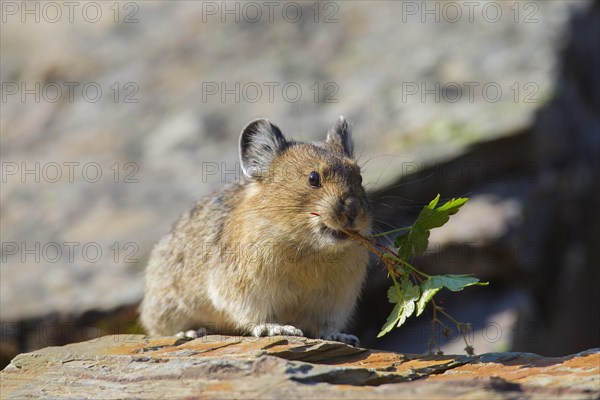 American pika